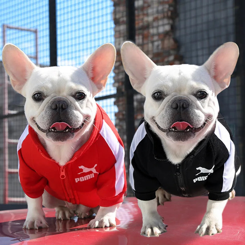 Baseball Jacket for Small Dogs