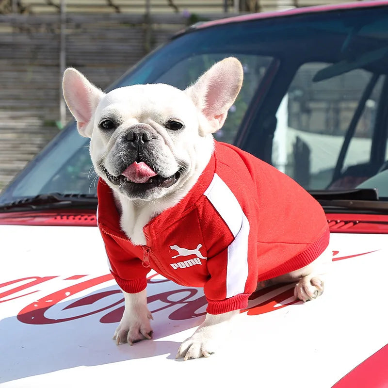 Baseball Jacket for Small Dogs